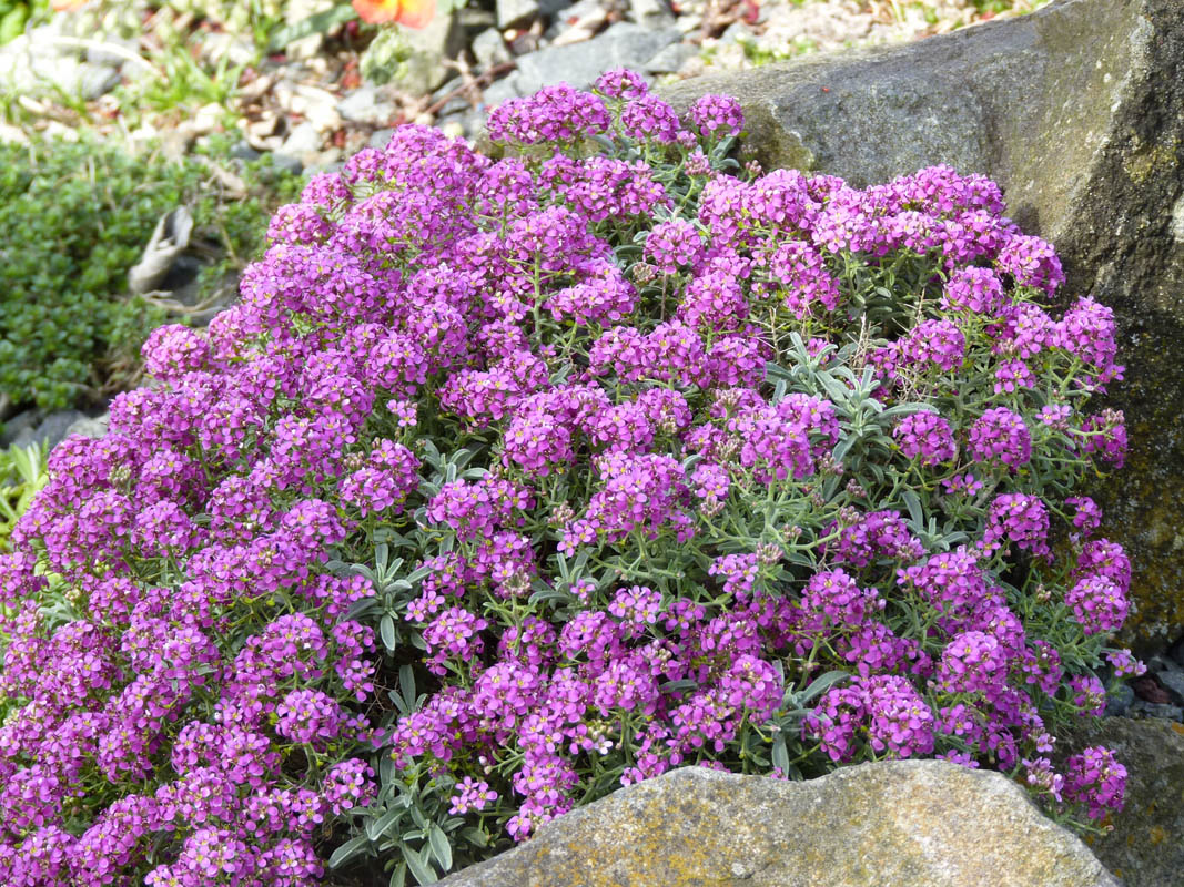 Ptilotrichum spinosum 'purpureum' photo